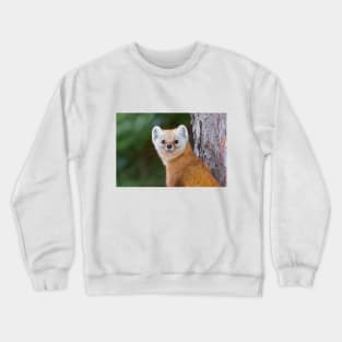 Pine Marten - Algonquin Park Crewneck Sweatshirt